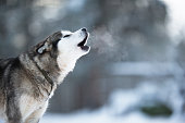 A close-up of a howling husky dog in the winter
