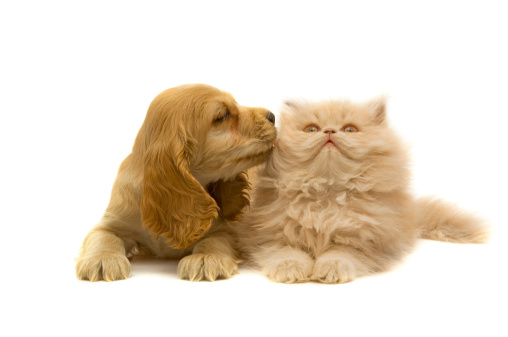 little dog and persian cat ( 2 months ago )