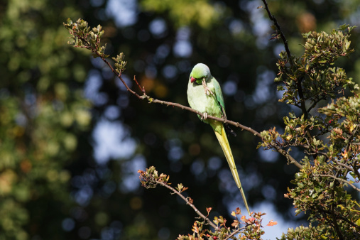 Originally from Pakistan / India, these noisy green parakeets are now naturalised in places as far apart as Surrey (UK), Italy and Ghana (Africa). This one is fully at home in a hawthorn tree in southern England, where it adroitly picks off the berries (haws) and shreds off the skin before swallowing.