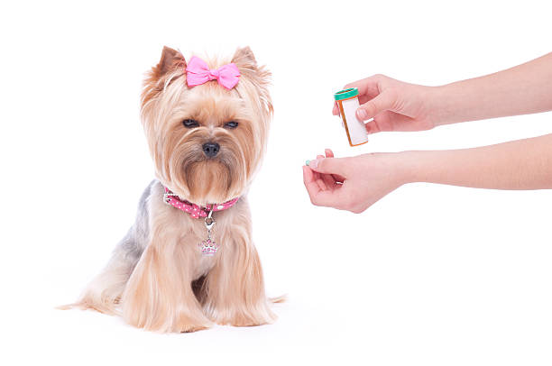 istock Dog being given medicine 175218828