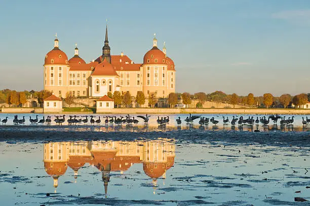 Moritzburg castle near Dresden in Germany. Greylags on the water.