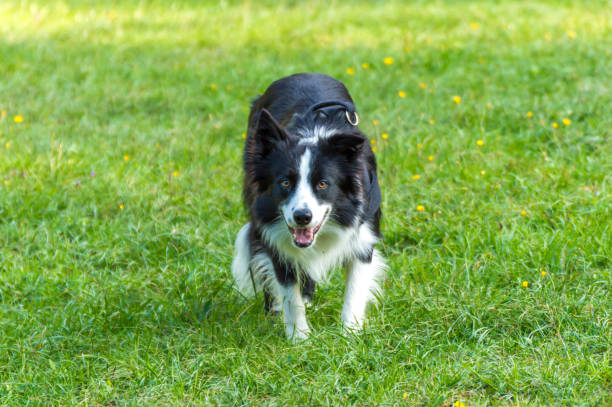 istock Border collie in a meadow 1752192660