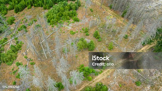 istock Deforestation, dead trees and forest dieback - drone point of view 1752193250