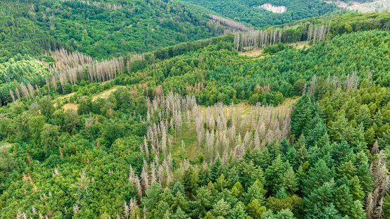 Dead brown spruces in a diagonal row between green healthy deciduous trees on a slope in the Harz Mountains