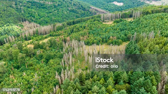 istock Deforestation, dead trees and forest dieback - drone point of view 1752193778