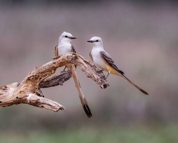 istock two birds sitting on a dead branch looking at the viewer 1752193802