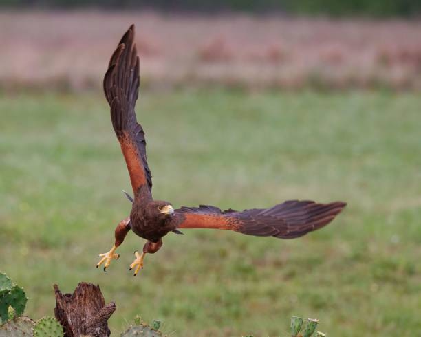 istock an eagle is perched on top of a tree stump in the wild 1752193812
