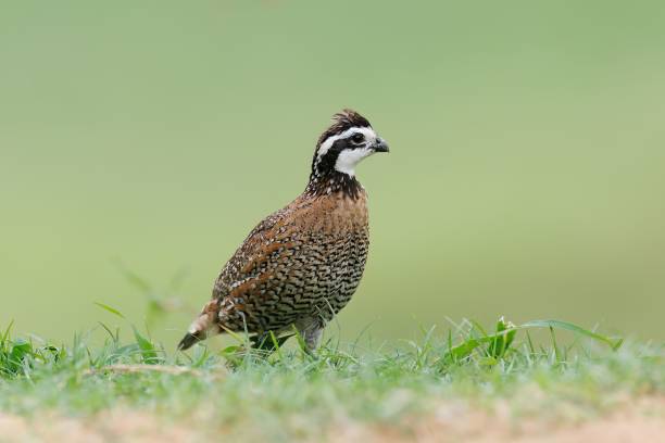 istock a small qut standing on some grass in the grass 1752193828