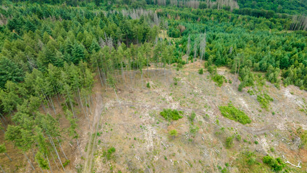 istock Deforestation, dead trees and forest dieback - drone point of view 1752194119
