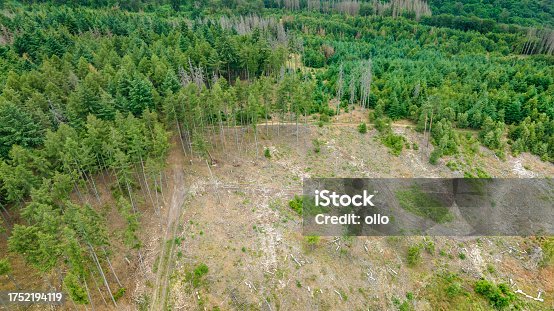 istock Deforestation, dead trees and forest dieback - drone point of view 1752194119