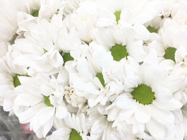 Beautiful white flox in bloom in a garden. Shallow depth of field. Shot with a Canon 5D Mark IV.