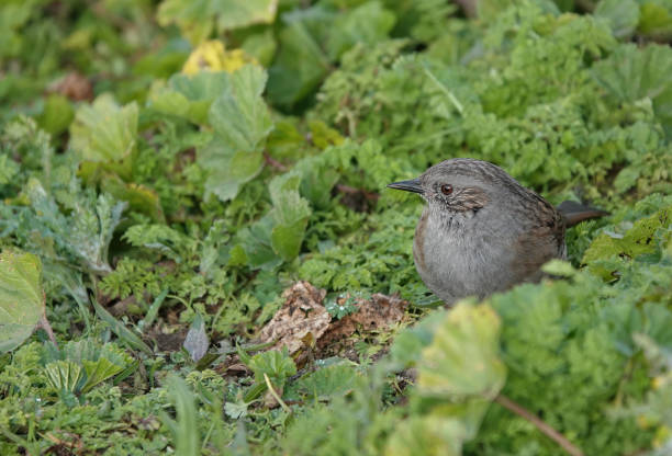 Common sparrow in the floor, summer time