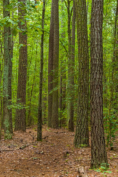 caminho através de uma floresta de pinus taeda - pine tree loblolly pine loblolly forest imagens e fotografias de stock