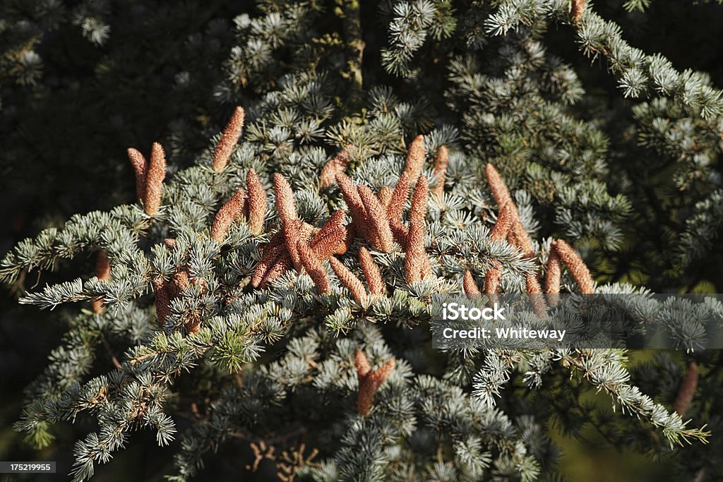 Coni verticale su cedar del Libano Cedrus libani albero - Foto stock royalty-free di Albero