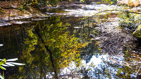 Reflection on a stream in the poconos mountains pa
