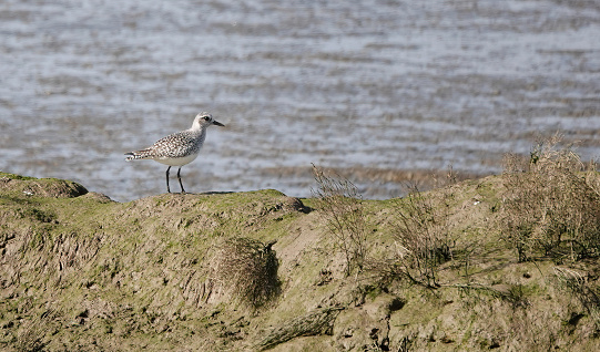 A grey plover on a mudbank by a river.