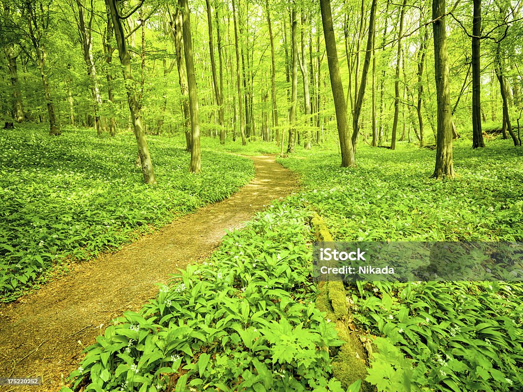 Trayectoria del bosque - Foto de stock de Aire libre libre de derechos