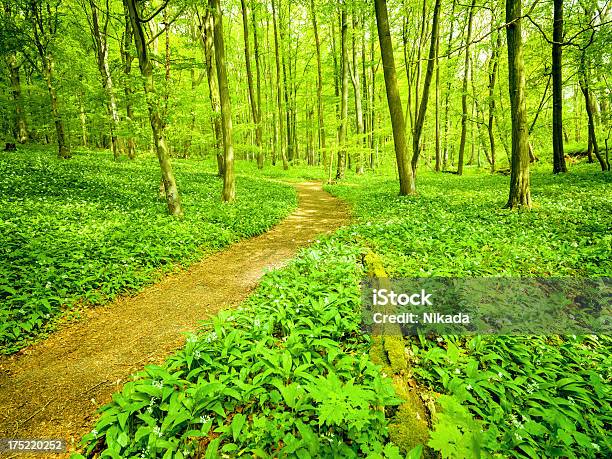 Foto de Caminho De Floresta e mais fotos de stock de Bosque - Floresta - Bosque - Floresta, Cena Não-urbana, Cena Rural