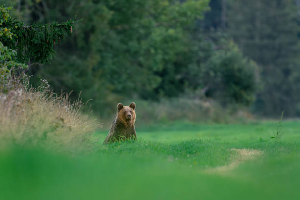istock Brown bear seated in a meadow 1752206348