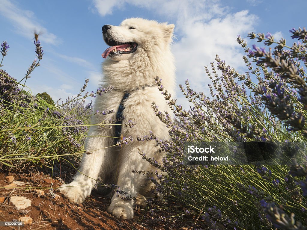 Samoyedo アロエラヴェンダーに犬 - イヌ科のロイヤリティフリーストックフォト