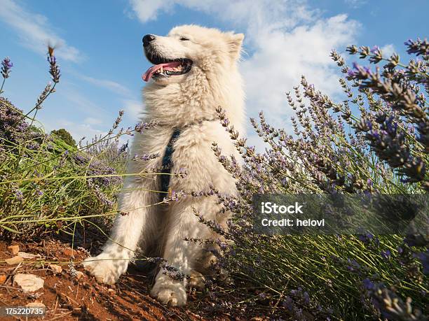 Samoyedo アロエラヴェンダーに犬 - イヌ科のストックフォトや画像を多数ご用意 - イヌ科, サモエド犬, スピッツ犬種