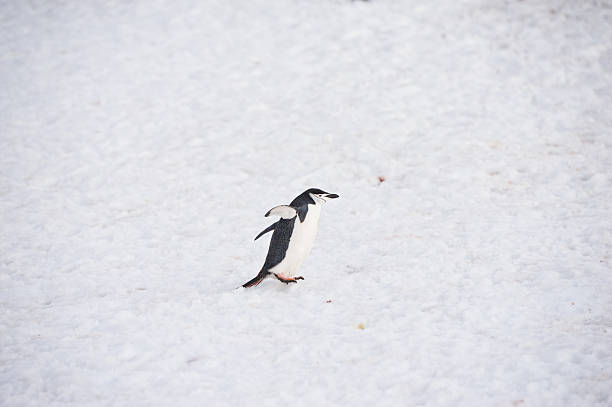 zügelpinguin - nature antarctica half moon island penguin stock-fotos und bilder