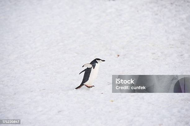 Zügelpinguin Stockfoto und mehr Bilder von Abenddämmerung - Abenddämmerung, Abgeschiedenheit, Antarktis