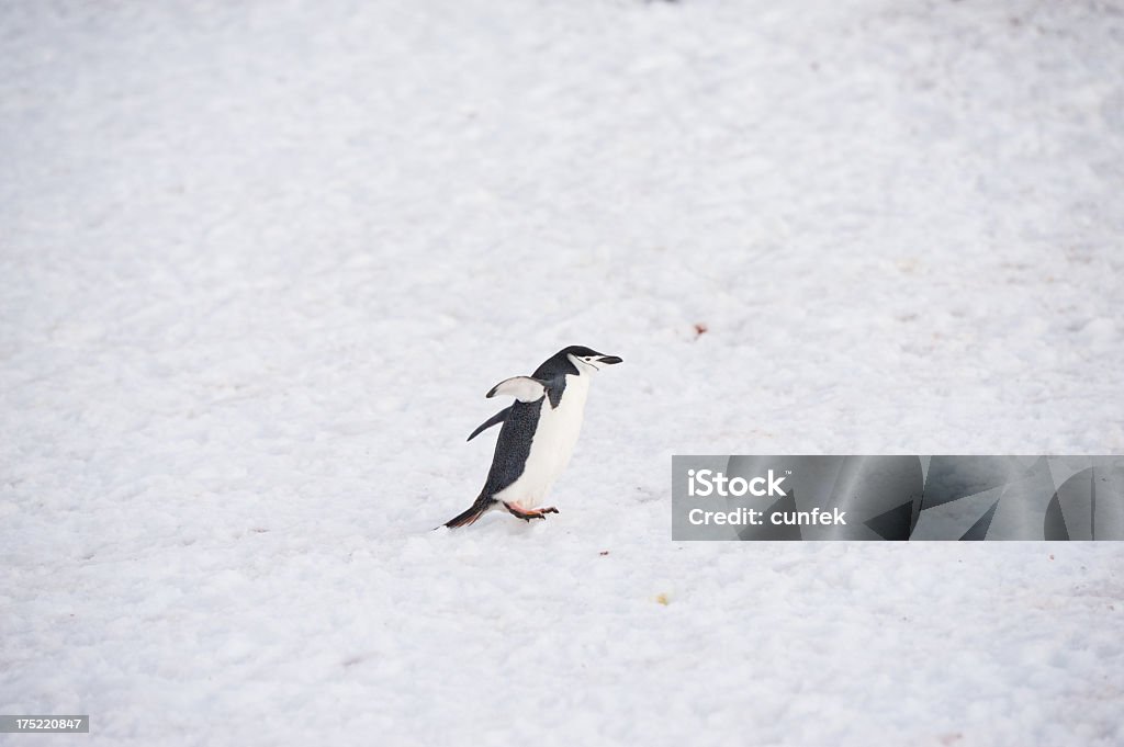 Антарктический пингвин - Стоковые фото Антарктика роялти-фри