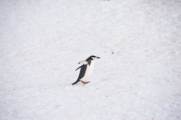 антарктический пингвин - half moon island horizontal penguin animal стоковые фото и изображения