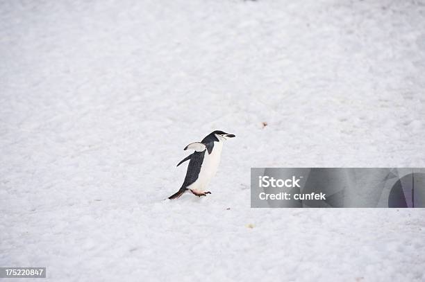 Антарктический Пингвин — стоковые фотографии и другие картинки Антарктика - Антарктика, Антарктический пингвин, Антарктический полуостров