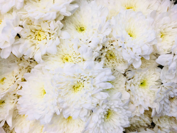 istock Bouquet of beautiful white asters 1752209152