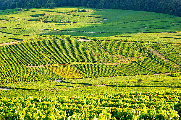 The green Cramant champagne vineyards Late summer vineyards of a Premiere Cru area of France showing the lines of vines in blocks giving a grid pattern. cramant stock pictures, royalty-free photos & images