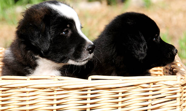 istock Sweet Border Collie Puppies 175221245