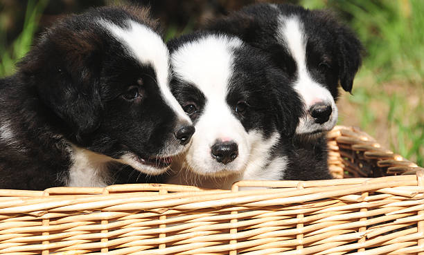 istock Sweet Border Collie Puppies 175221250