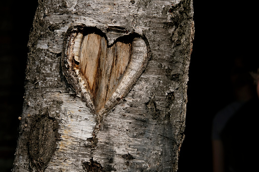 Climate activism by carving a heart symbol in a tree stem.