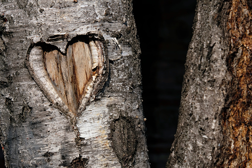 Close-up of a heart shape carved into a birch tree