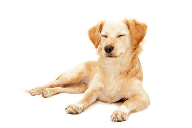 Sleepy dog lying on pure white background.