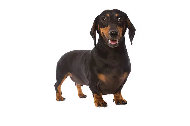 A cute little Dachshund isolated on white.