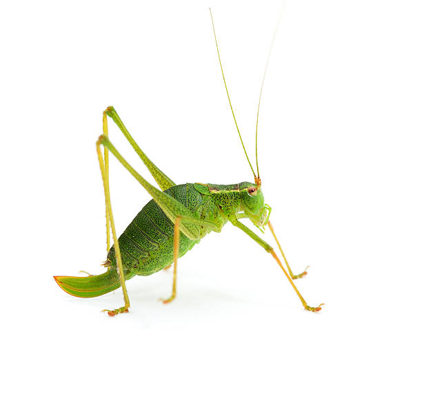 istock Side view of green grasshopper on white background 175221643