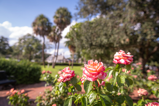 This is a color photograph of the rose garden in downtown Winter Park, Florida on a sunny day with palm trees in the background.