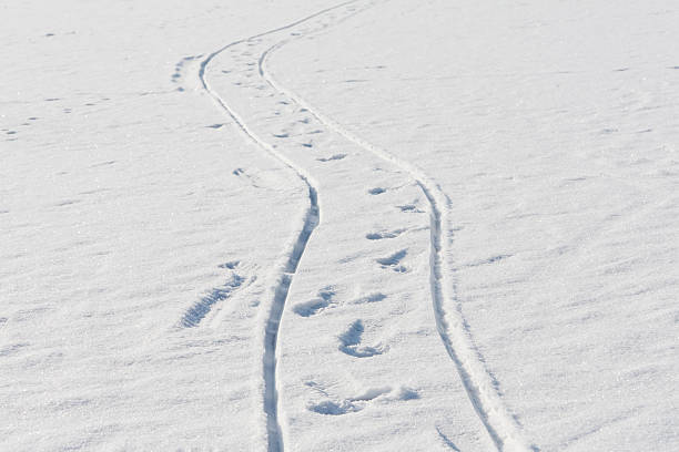 Titel im Schnee. – Foto