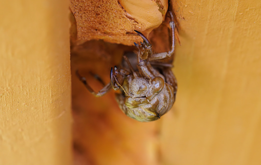 Cicada Exuvia is a term used for shed cicada skins and is a sign that adult cicadas are nearby