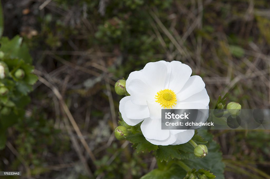 Mount Cook Lily - Foto de stock de Endêmico royalty-free