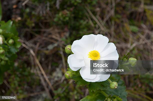 Foto de Mount Cook Lily e mais fotos de stock de Endêmico - Endêmico, Exterior, Flor