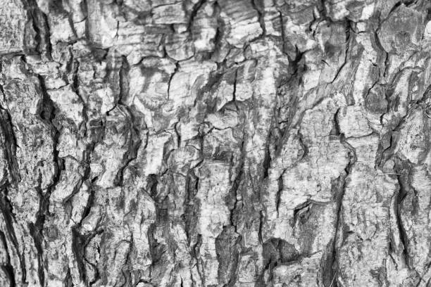 istock Background texture of tree bark. Skin the bark of a tree that traces cracking 1752225567