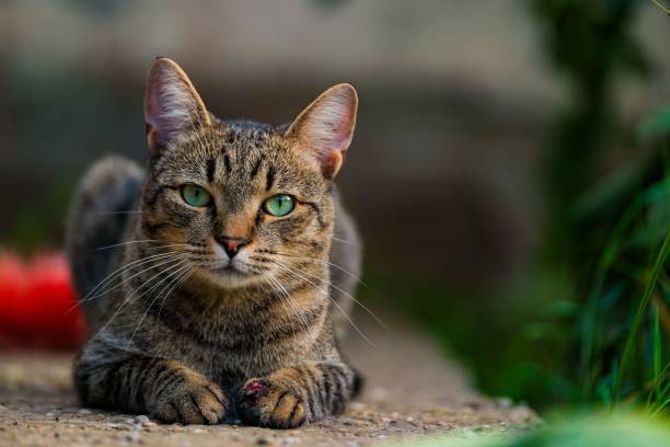 istock a brown striped cat laying on a floor next to plants 1752225611