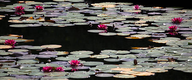istock Water Lilies on Garden Pond (Nymphaeaceae) 175222656