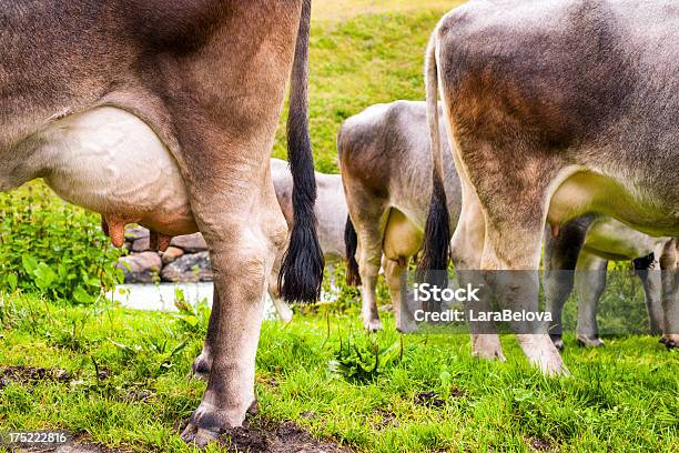 Vacas De Tranquilidade - Fotografias de stock e mais imagens de Gado doméstico - Gado doméstico, Montanhas Dolomitas, Agricultura