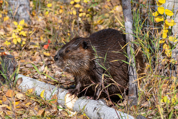 istock North American Beaver in action 1752233684