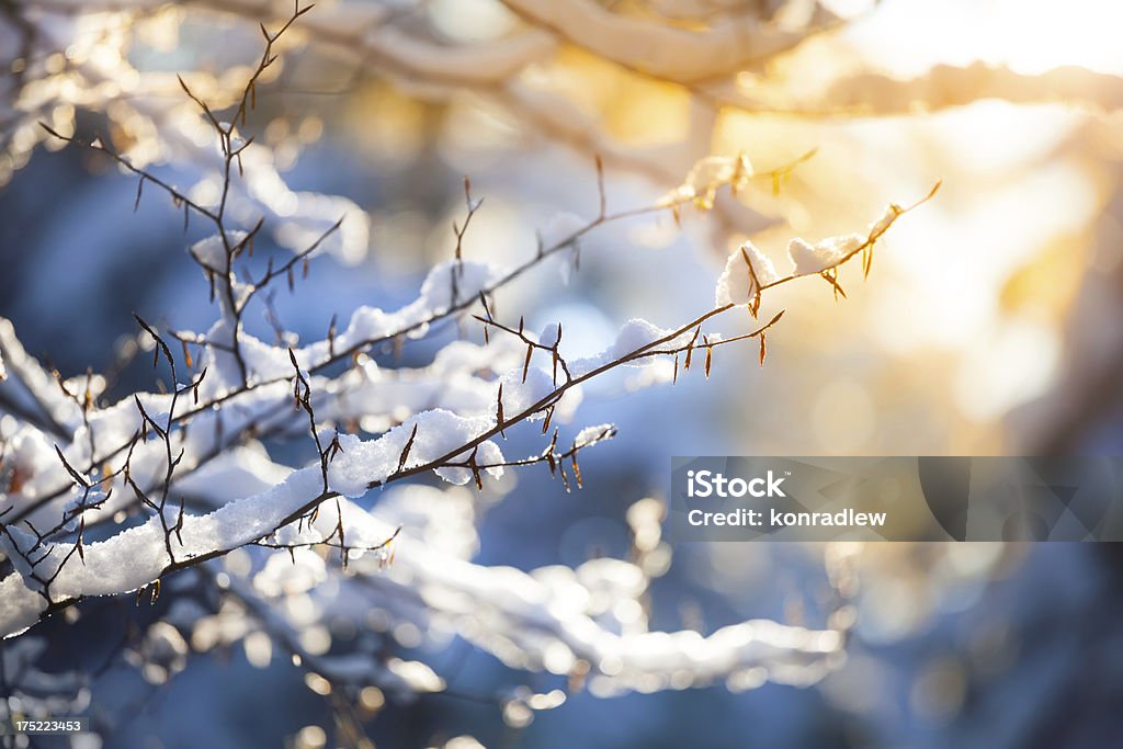 Snow on the Branch and Sunset - Winter Background  Winter Stock Photo